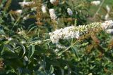 genus Buddleja