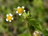 Galinsoga parviflora. Соцветия-корзинки. Смоленская обл., Смоленский р-н, окр. пос. Каспля, обочина дороги. 26.08.2011.