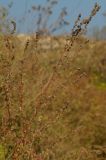 Atriplex tatarica