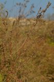 Atriplex tatarica