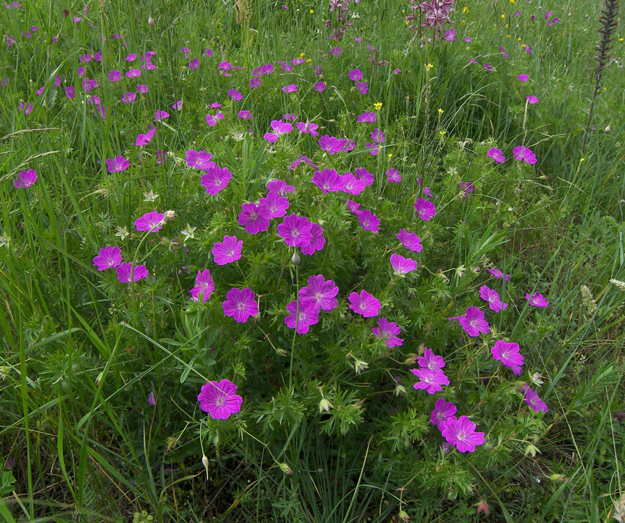 Изображение особи Geranium sanguineum.