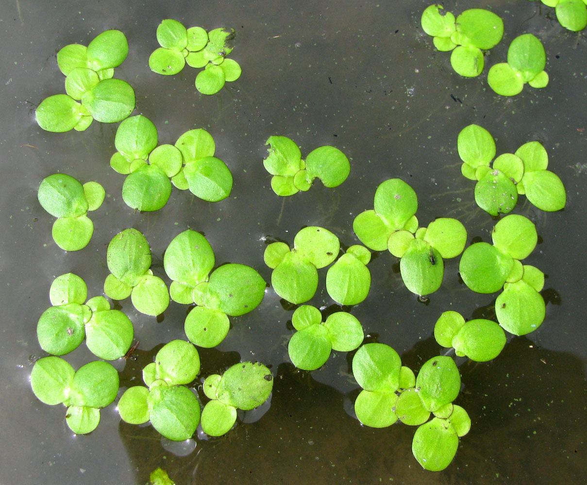 Image of Spirodela polyrhiza specimen.