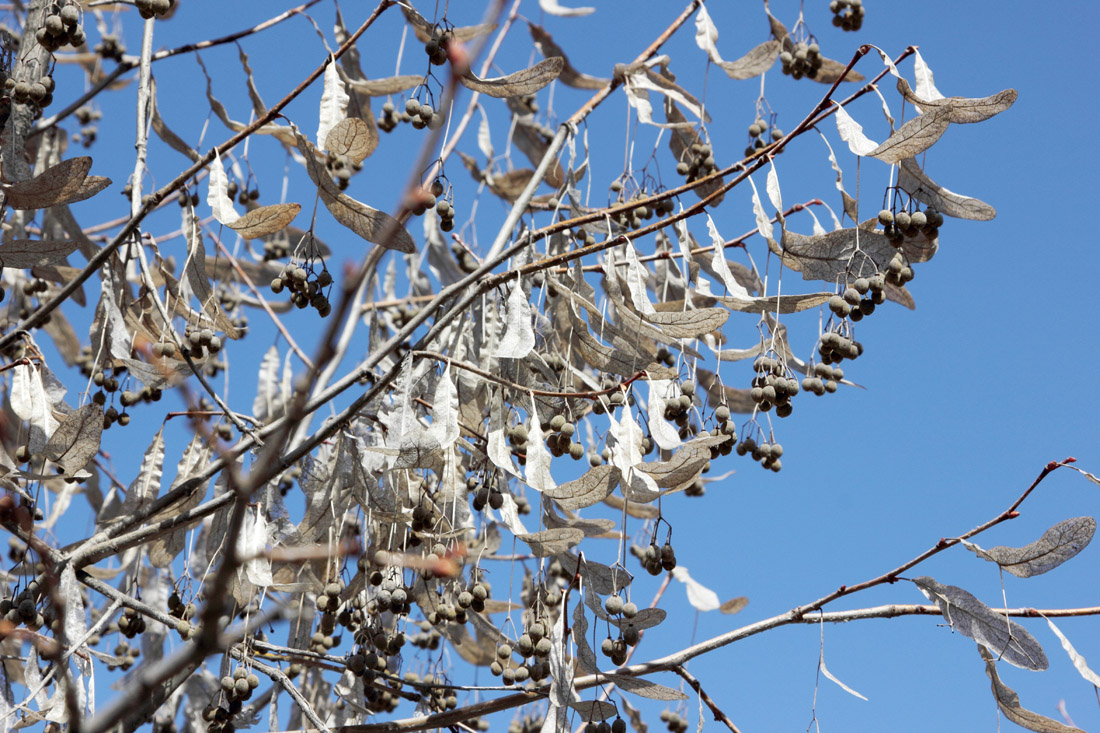 Image of Tilia begoniifolia specimen.