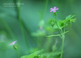 Geranium lucidum