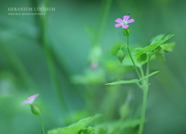 Изображение особи Geranium lucidum.