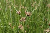 Bolboschoenus maritimus