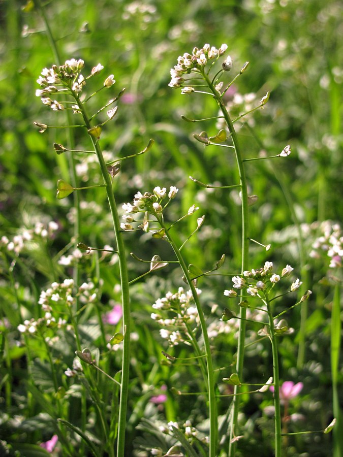 Image of Capsella bursa-pastoris specimen.