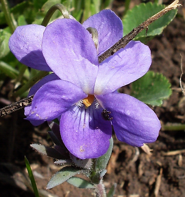 Image of Viola ambigua specimen.