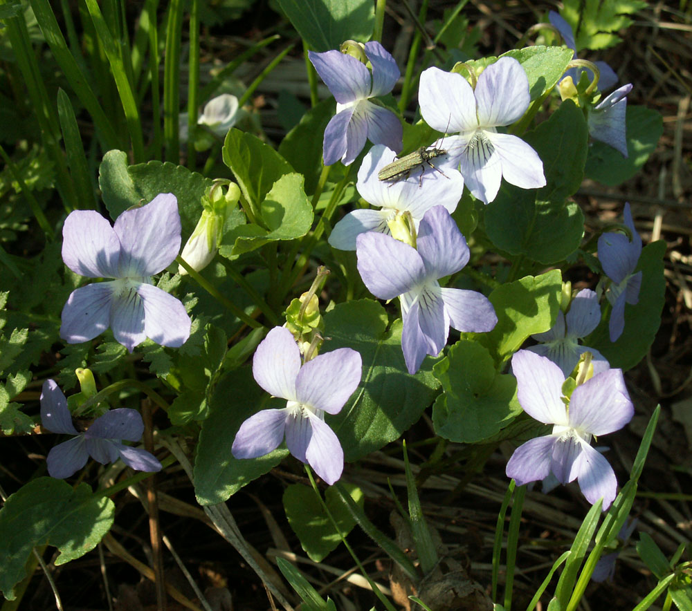 Image of Viola canina specimen.