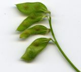 Vicia hirsuta. Незрелые бобы. Курская обл., г. Железногорск. 17 июля 2007 г.