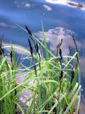 Carex acuta. Цветущее растение. Ленинградская область, г. Гатчина, парк. 13 мая 2012 г.