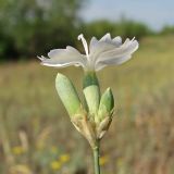 Dianthus platyodon. Верхушка цветущего растения (белоцветковая форма). Украина, Луганская обл, Славяносербский р-н, надпойменная песчаная терраса р. Северский Донец. 31.05.2012.
