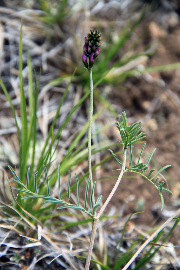 Image of Astragalus versicolor specimen.