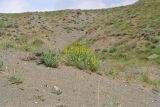 Astragalus caraganae