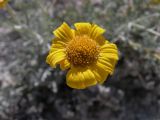 Anthemis trotzkiana. Соцветие. Казахстан, Актюбинская обл., Кобдинский р-н, западнее пос. Акраб; меловая гряда Ишкаргантау по правому борту долины р. Ишкарган; гребень мелового холма, меловой рухляк; кальцефитная опустыненная степь. 05.06.2012.