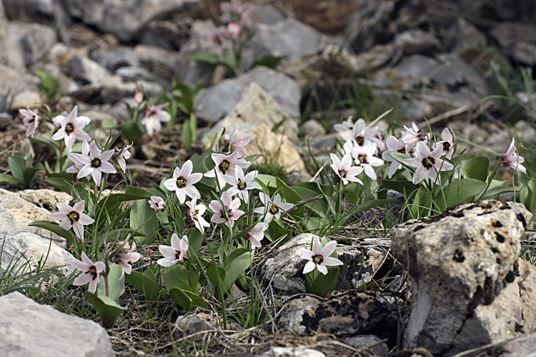 Изображение особи Rhinopetalum stenantherum.