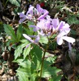 Cardamine quinquefolia. Цветущее растение в парке. Крым, Ялта. 05.04.2009.