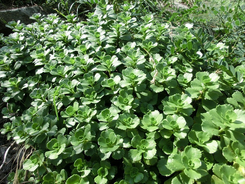 Image of Sedum spurium specimen.