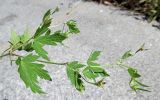 Geranium sibiricum