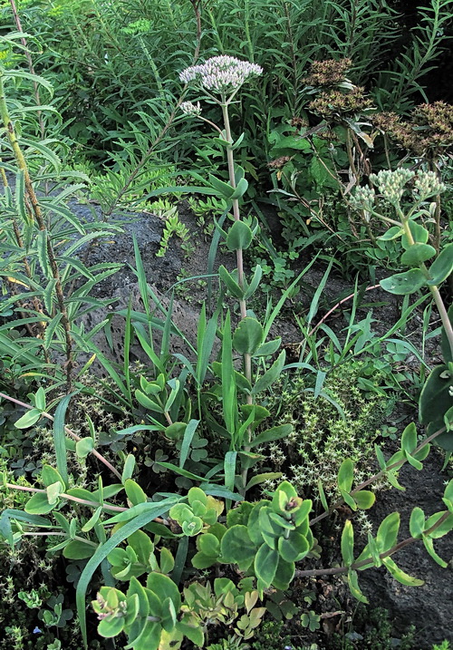 Image of genus Hylotelephium specimen.