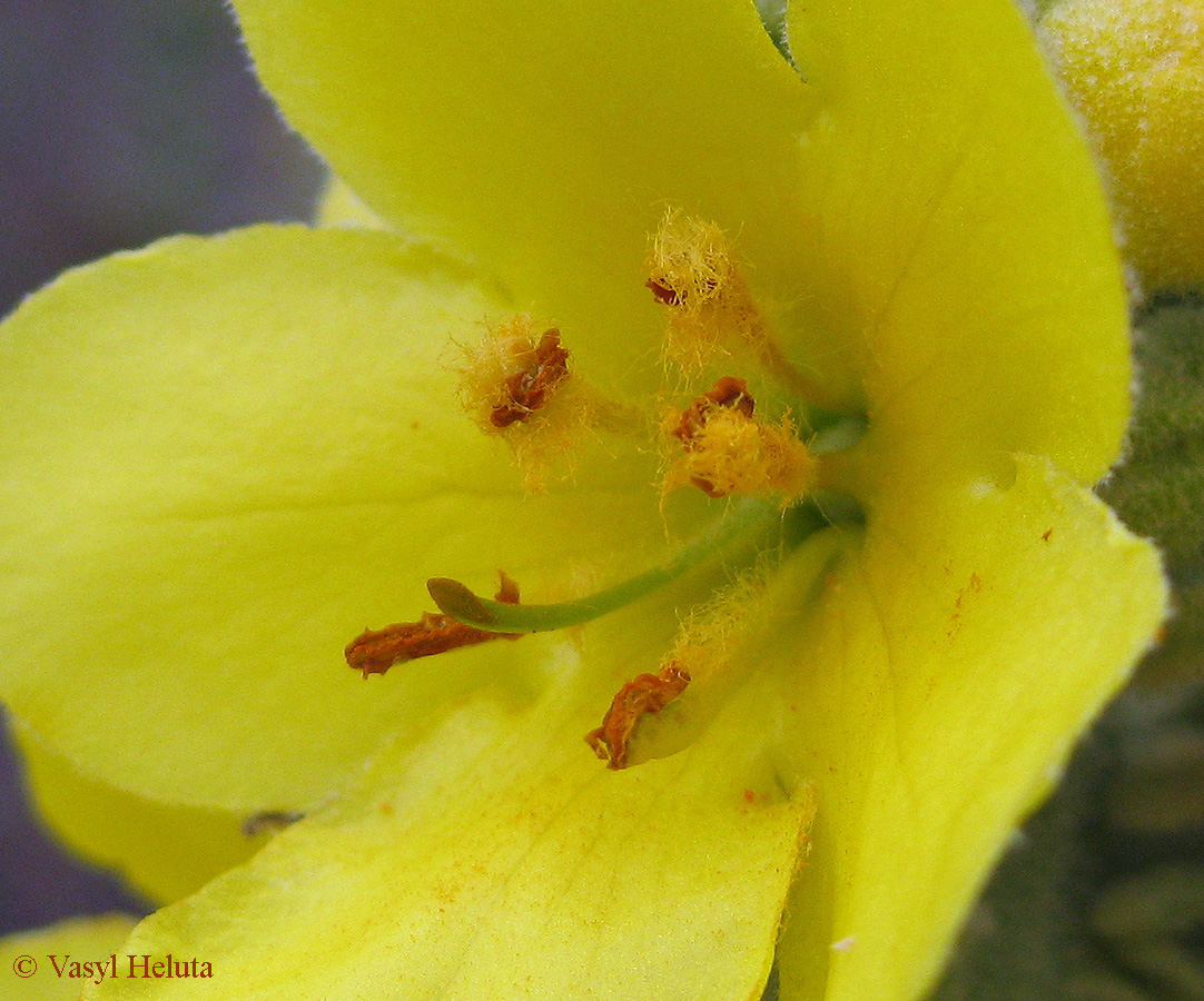 Изображение особи Verbascum densiflorum.