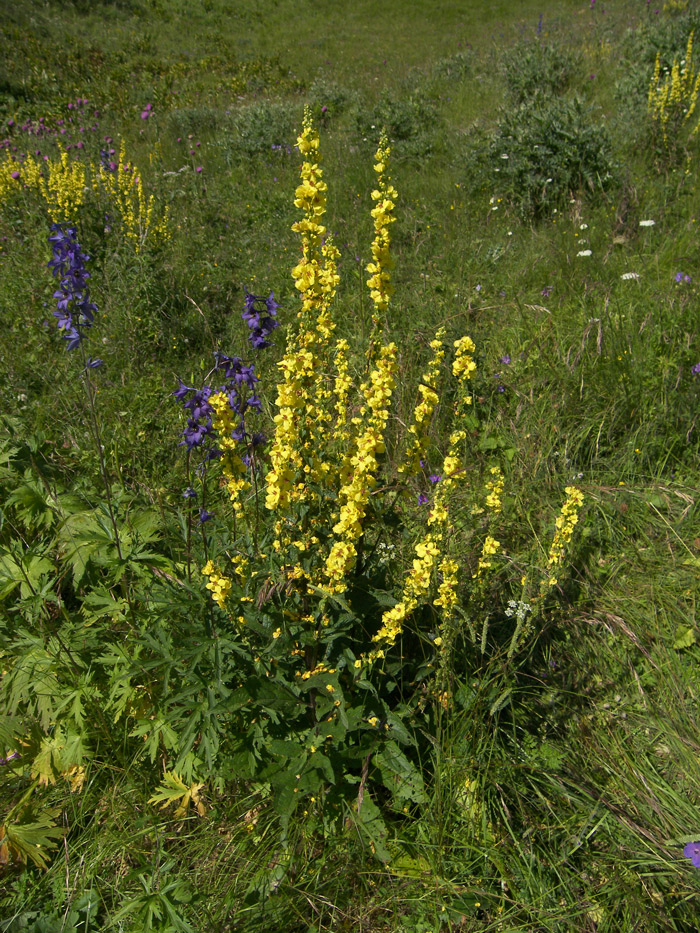 Изображение особи Verbascum laxum.