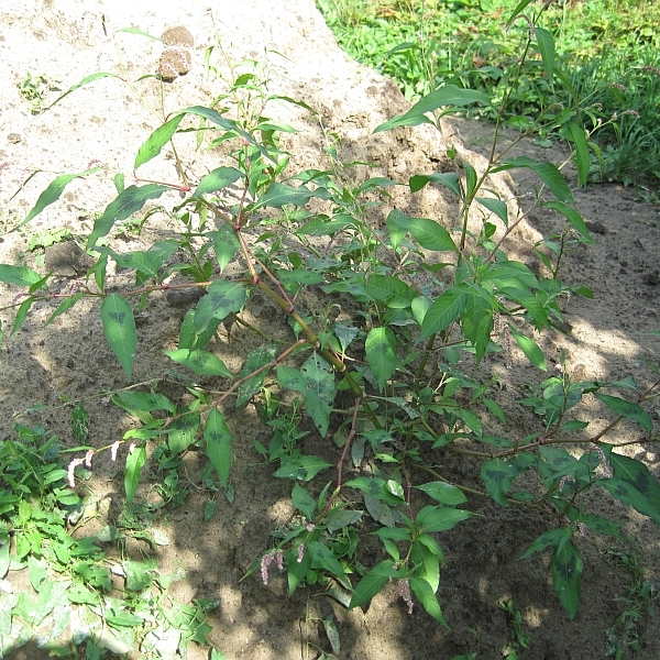 Image of Persicaria lapathifolia specimen.