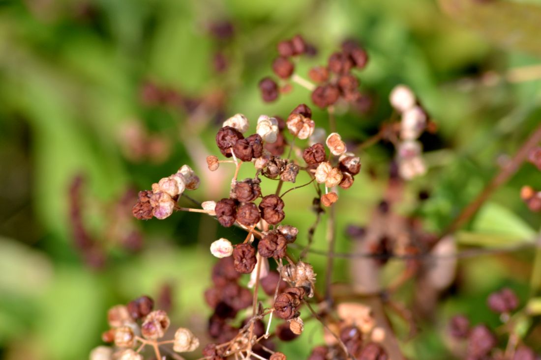 Изображение особи Galium physocarpum.