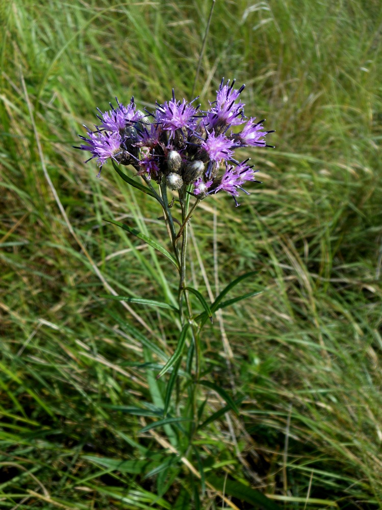 Изображение особи Saussurea amurensis.