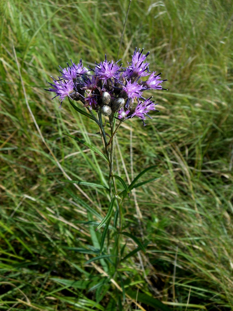 Image of Saussurea amurensis specimen.