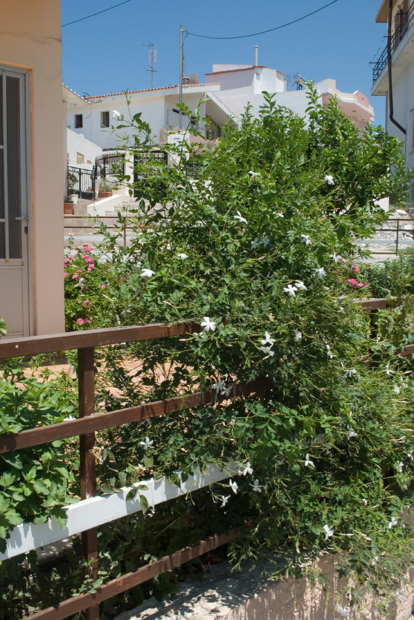 Image of Jasminum officinale specimen.