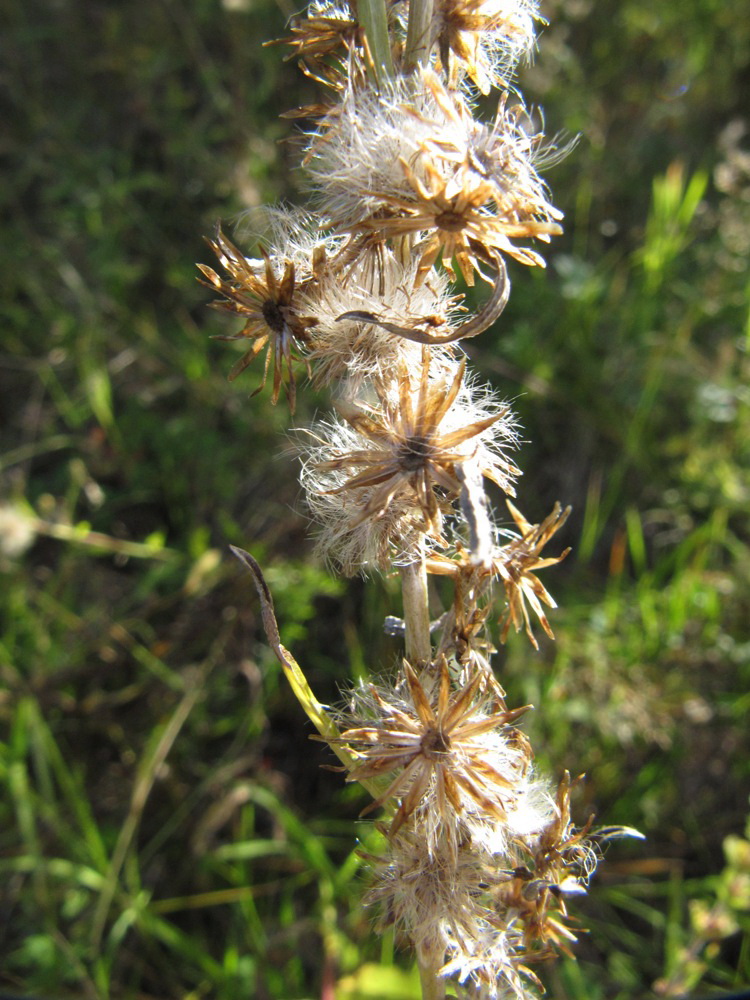 Изображение особи Omalotheca sylvatica.