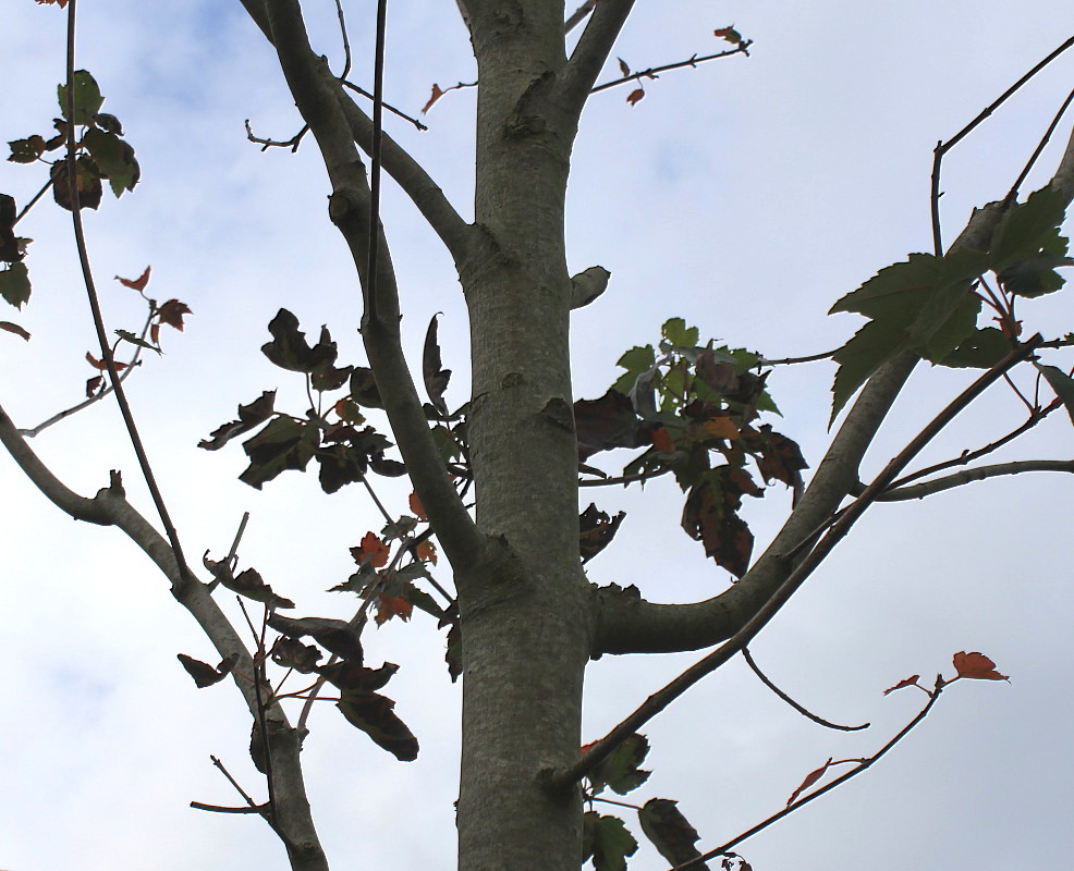 Image of Acer rubrum specimen.