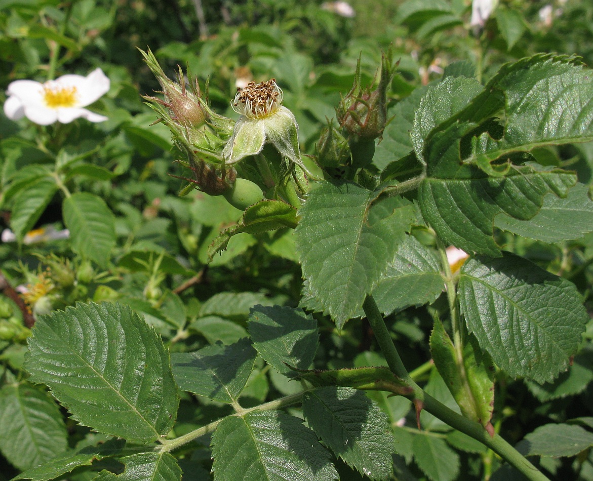 Image of Rosa uncinella specimen.