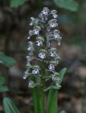 Anacamptis israelitica. Соцветие. Israel, Upper Galilee, Har Shezor. 04.03.2011.