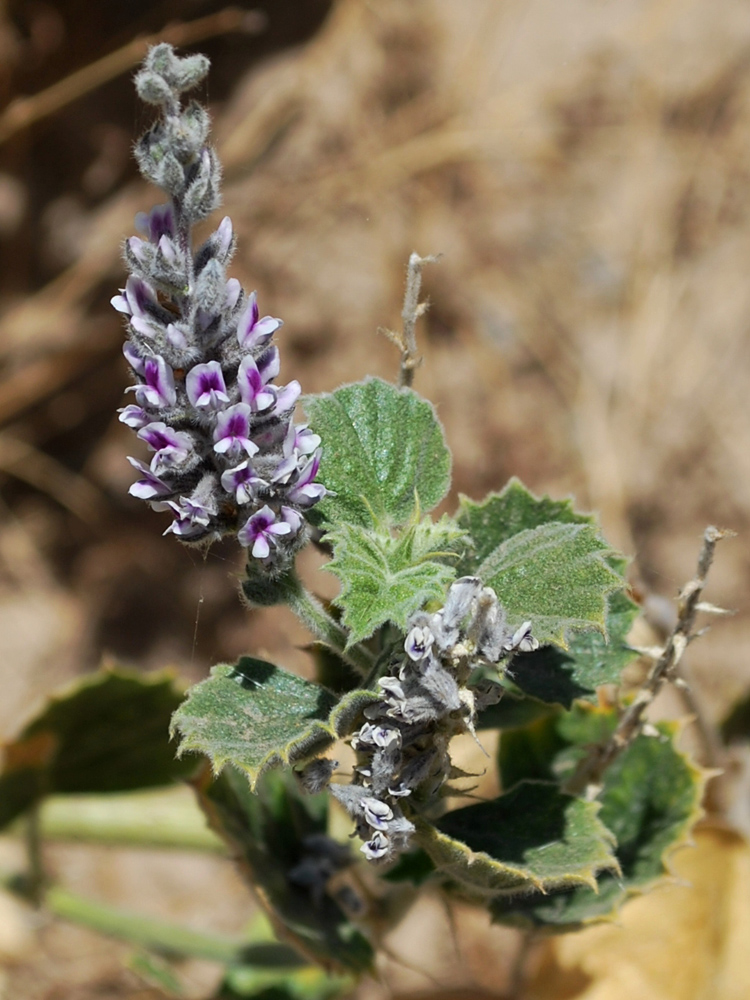 Image of Psoralea drupacea specimen.