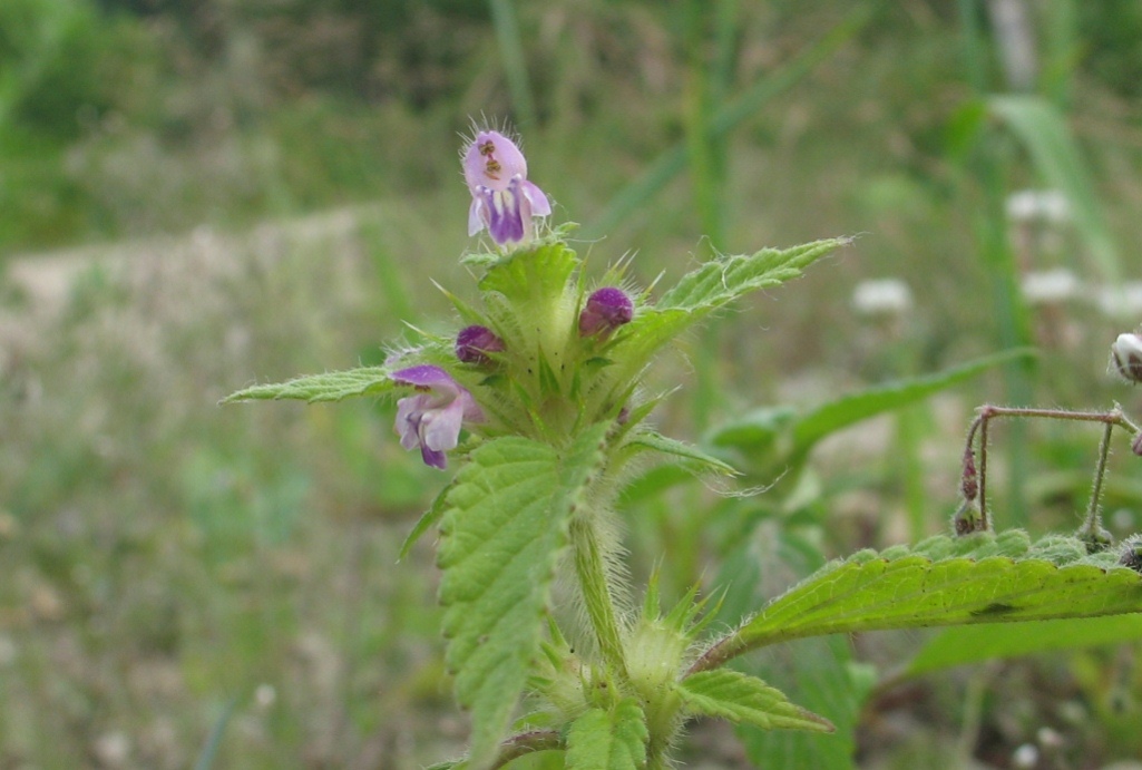 Изображение особи Galeopsis bifida.