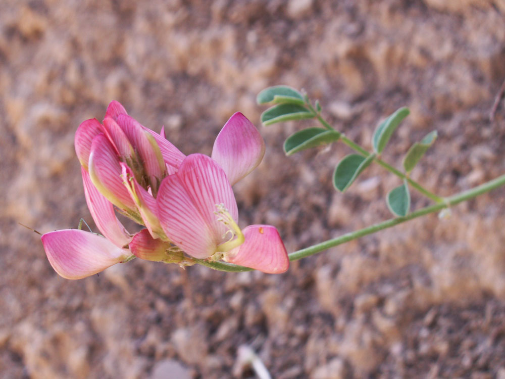 Image of genus Hedysarum specimen.