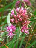 Hylotelephium triphyllum. Соцветие с бутонами и цветками. Украина, г. Запорожье, возле Гребного канала. 06.10.2012.