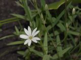 Stellaria hebecalyx. Соцветие (у нераспустившихся цветков видно опушение чашелистиков). Мурманская обл., Североморский р-н, окр. пос. Росляково. 15.07.2010.