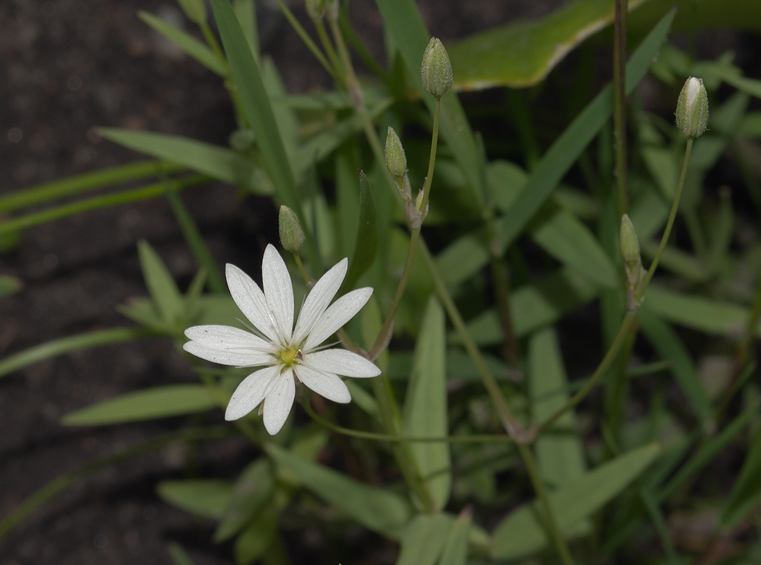 Image of Stellaria hebecalyx specimen.
