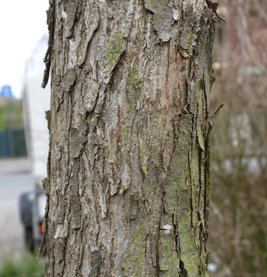 Image of Cercidiphyllum japonicum specimen.