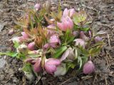 Helleborus purpurascens