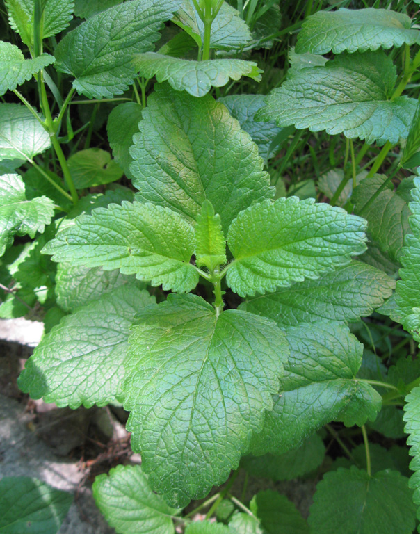Image of Melissa officinalis specimen.