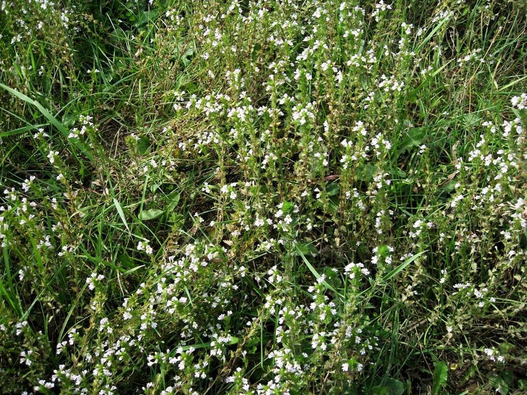 Изображение особи Euphrasia maximowiczii.