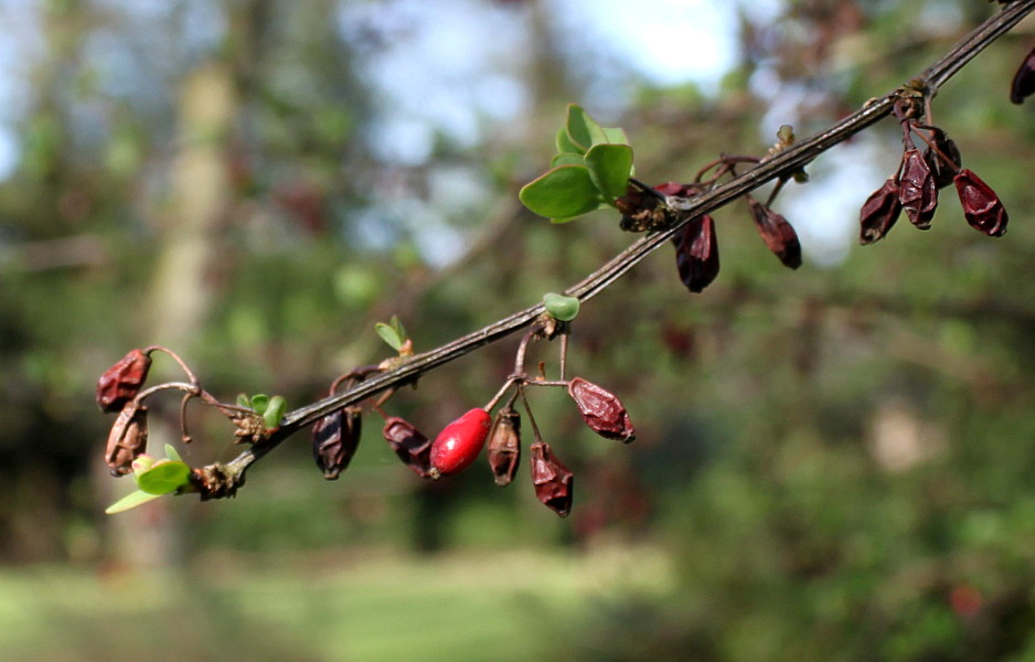 Image of Berberis salicaria specimen.