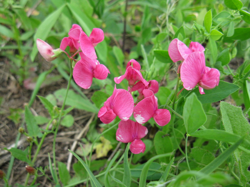 Изображение особи Lathyrus tuberosus.