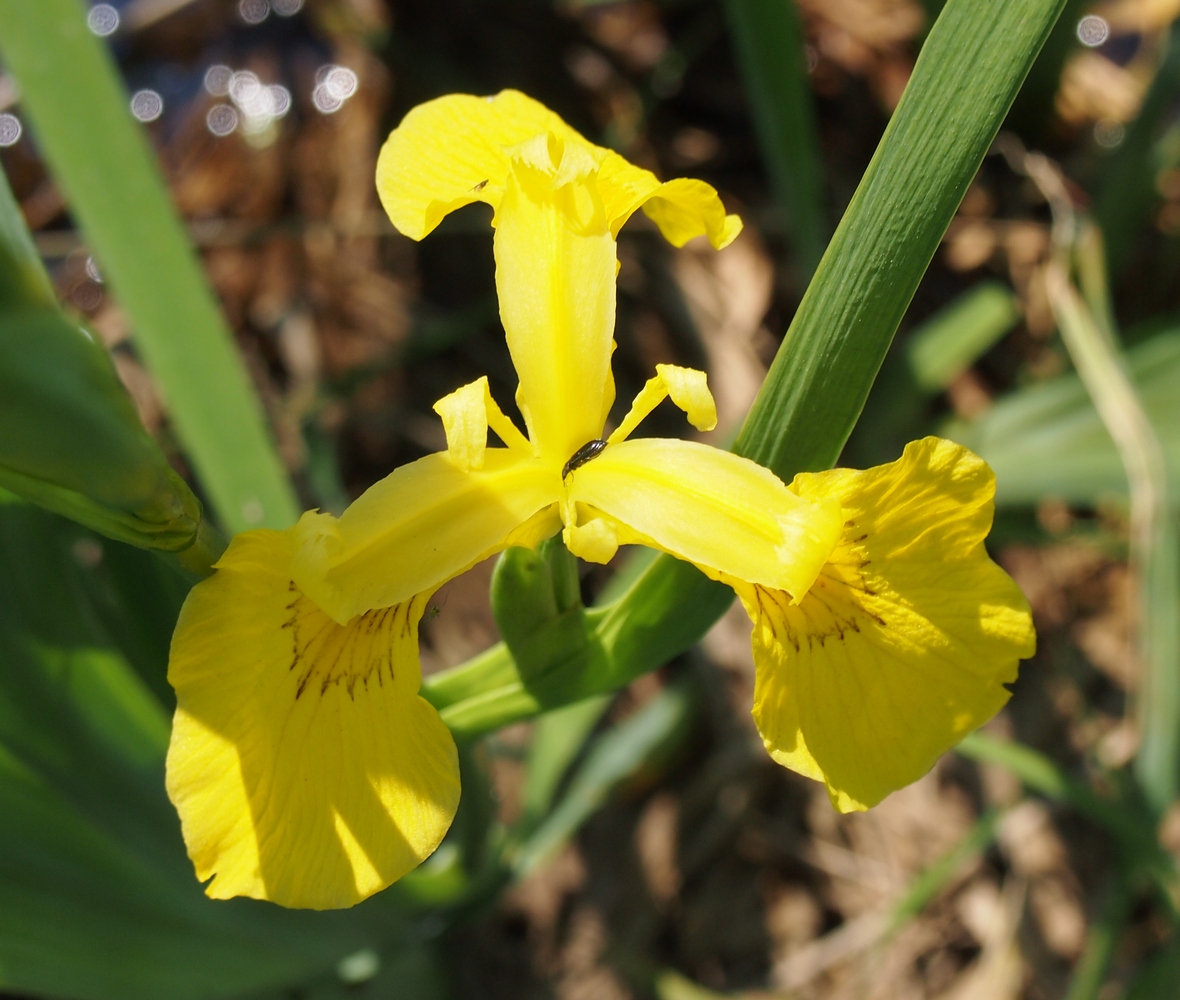 Image of Iris pseudacorus specimen.