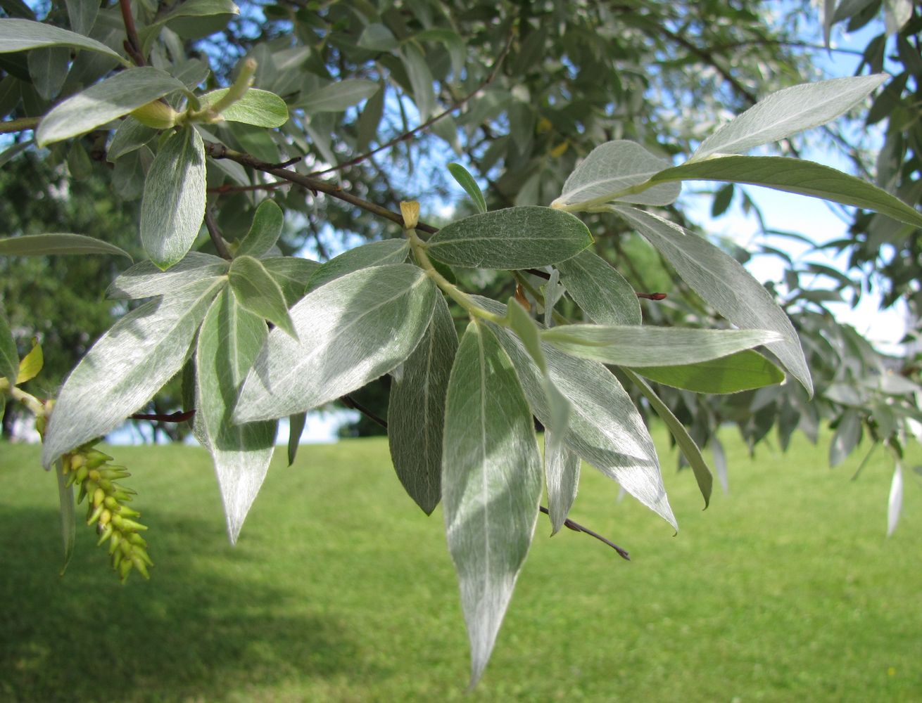 Image of Salix alba specimen.