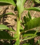 Oenothera biennis